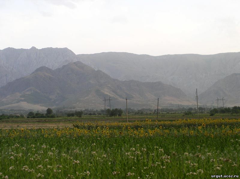 Ургутские горы и поле подсолнухов